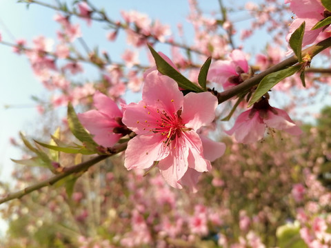 春日桃花