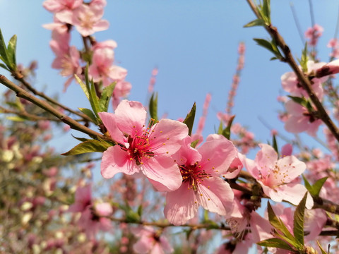 粉色桃花