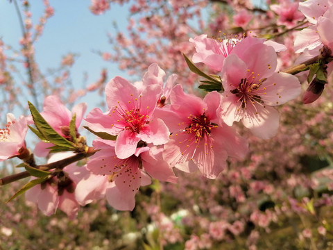 桃花盛开