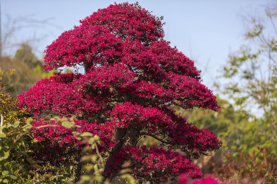 盛开的红花檵木