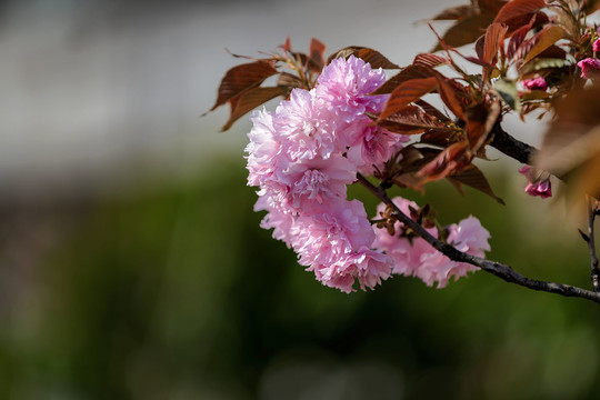 重瓣樱花