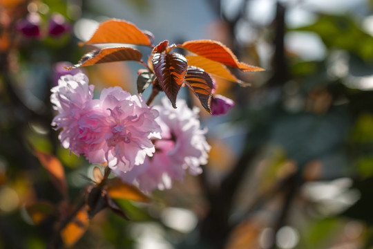 东京樱花