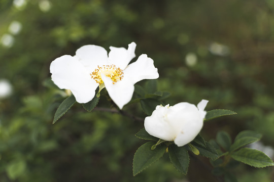 金樱子花