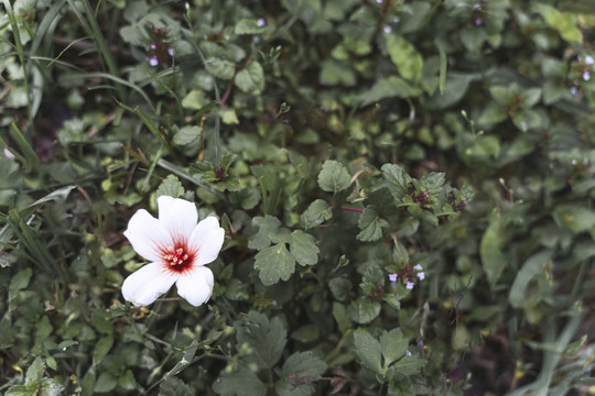 桐子花