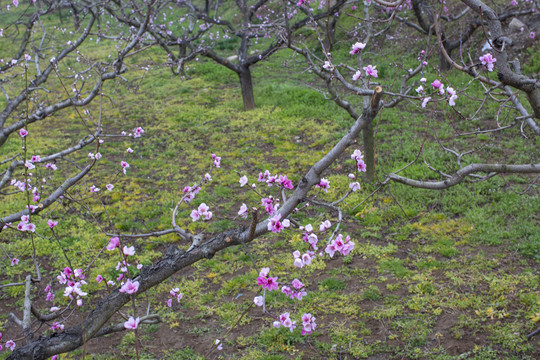 桃花