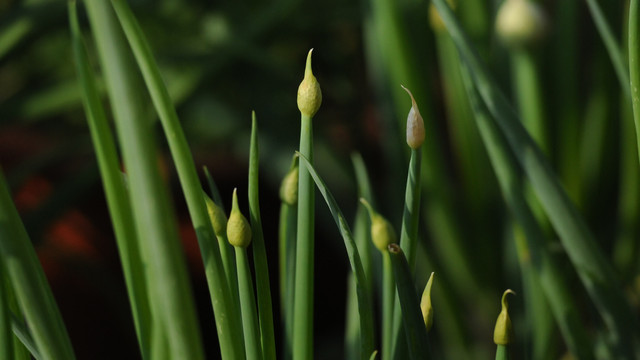 蔥花
