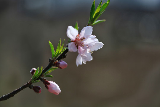 桃花