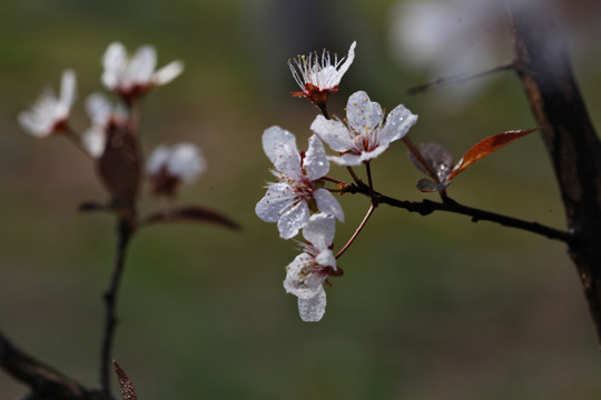 紫叶李花