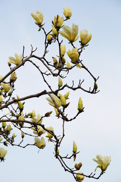 黄玉兰花