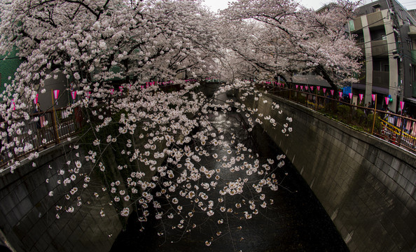 日本樱花