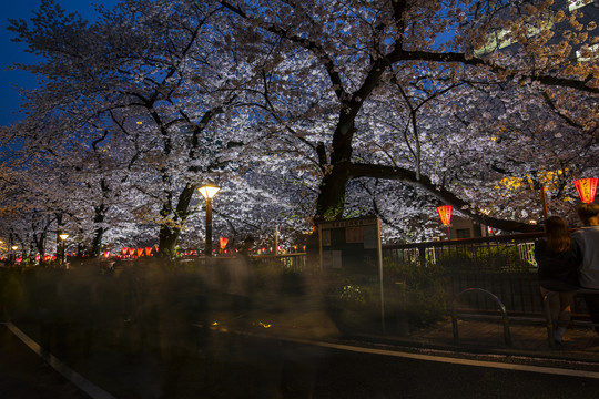 日本樱花夜景