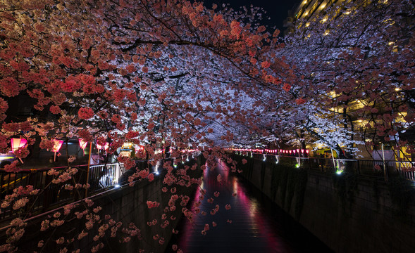 日本樱花夜景