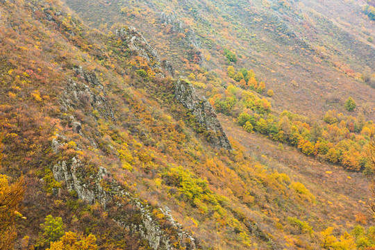 秋季大兴安岭山坡植被