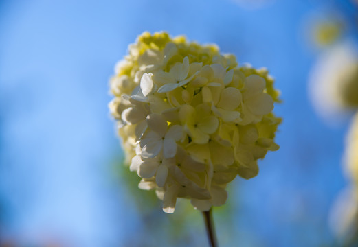 一朵绣球花