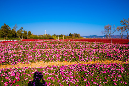 花田