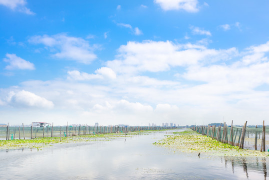 阳澄湖风景实拍