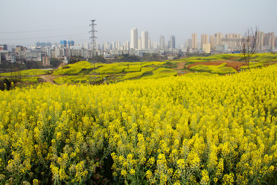 油菜花田