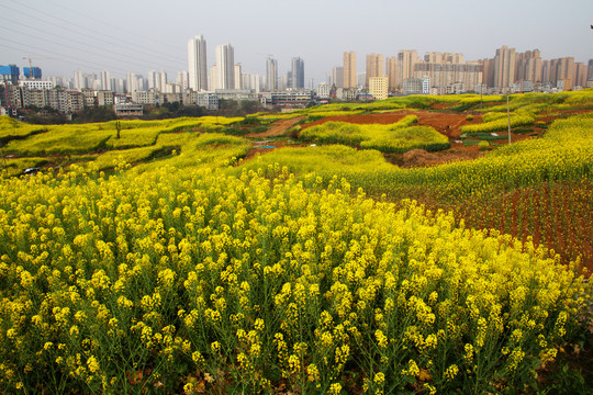 油菜花田