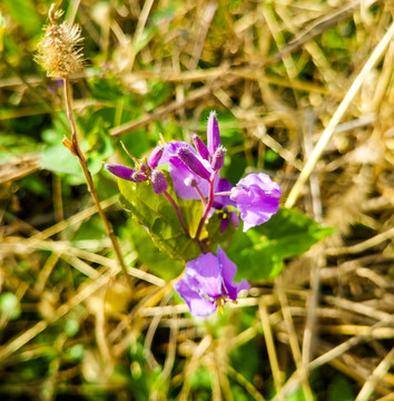 诸葛菜二月兰花