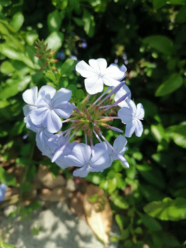 蓝雪花