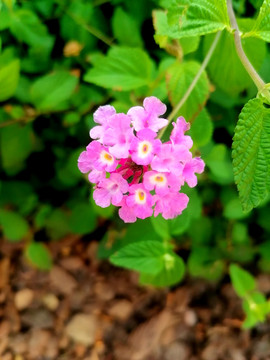 蔓马缨丹花