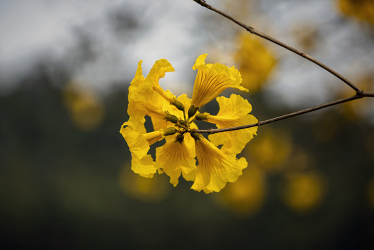 黄花风铃木