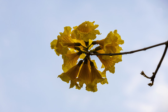 黄花风铃木