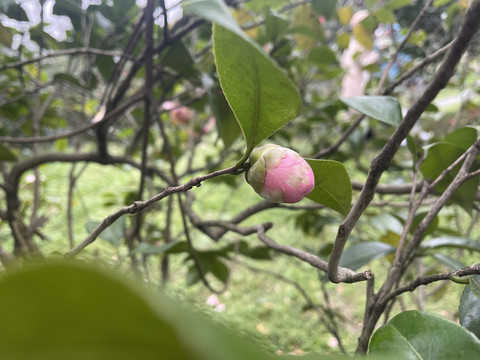 粉色的山茶花