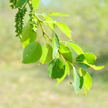 杨树枝