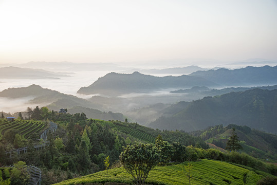 布央茶场