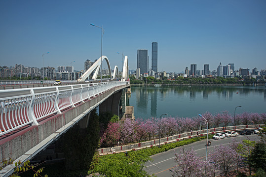 柳州紫荆花风景