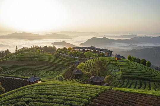 布央茶场