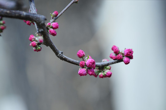 桃花桃花