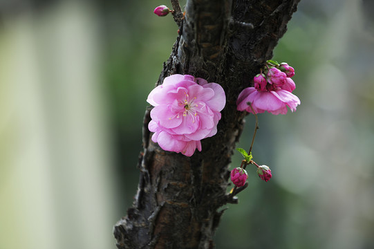 桃花开