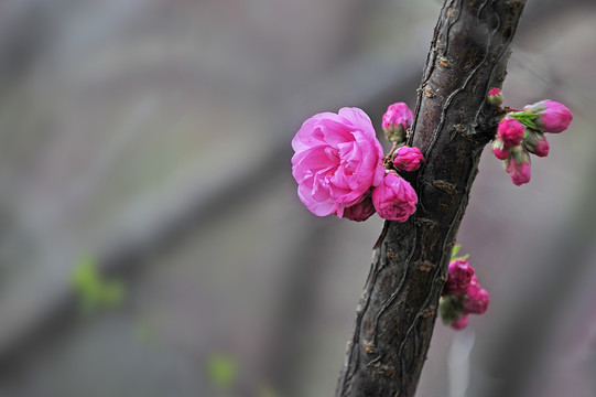 桃花骨朵特写TIF