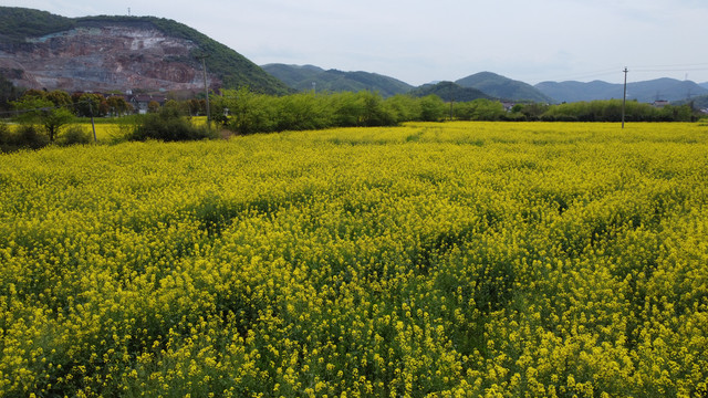 油菜花