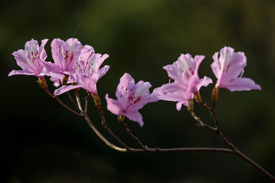 杜鹃花