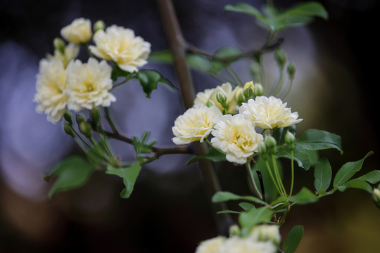 黄木香花