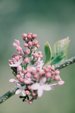 丁香花