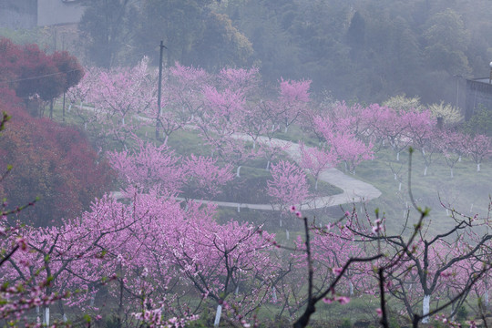 光影桃花蜿蜒小路