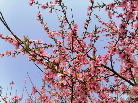 蓝天桃花