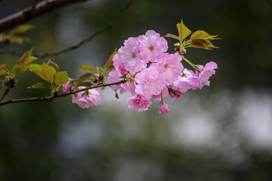 美丽的重瓣樱花