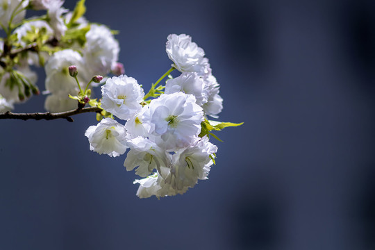 白色重瓣樱花