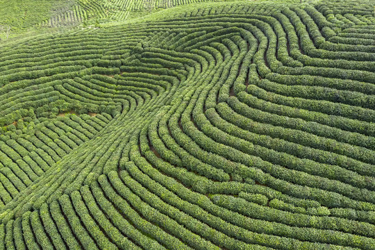 梯形茶田茶园