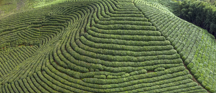 宽幅茶田茶园全景