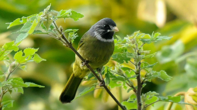 领雀嘴鹎