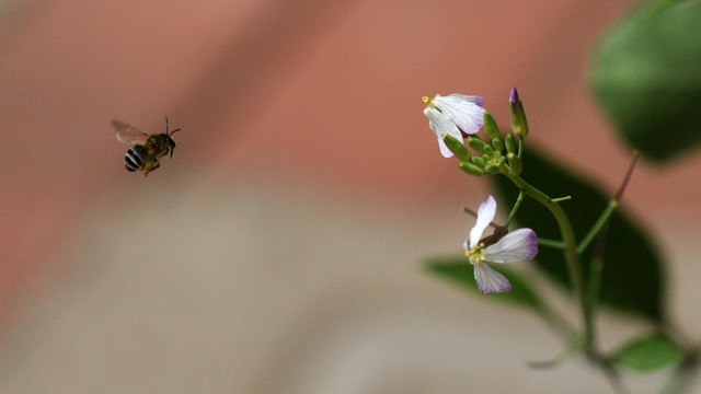木蜂与萝卜花