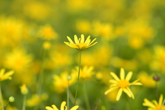 黄金菊