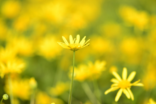 黄金菊