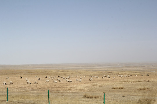 羊吃草